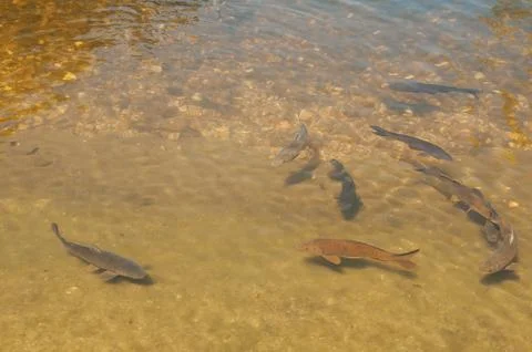 Fishs in a lake Foto stock