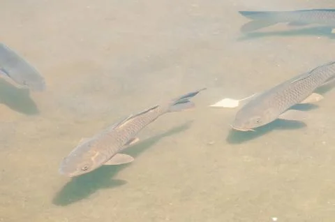 Fishs in a lake Stock Photos