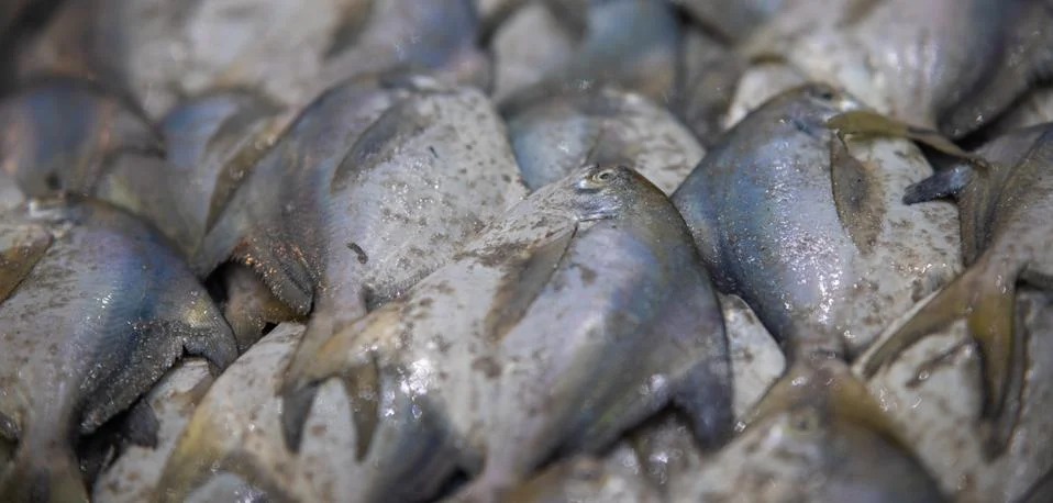 FISHS 스톡 사진