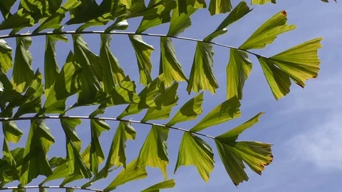 Fishtail palm Caryota mitis tree foliage Vídeo Stock 103151387