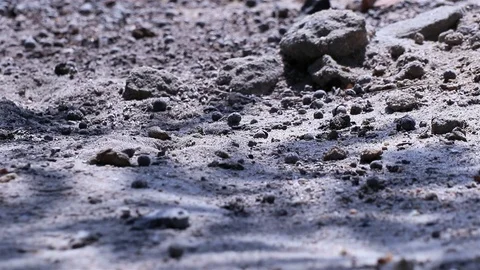 Fishtail palm tree leaf shadows reflected on the ground with fallen seeds Stock Footage 127189116