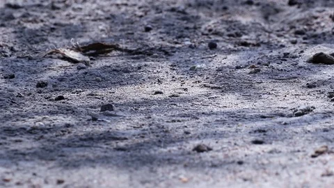 Fishtail palm tree leaf shadows reflected on the ground with fallen seeds Stock Footage 127190598