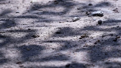 Fishtail palm tree leaf shadows reflected on the ground Video stock 127242459