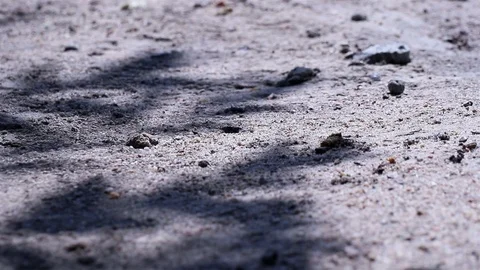 Fishtail palm tree leaf shadows reflected on the ground Stock Footage 127243002