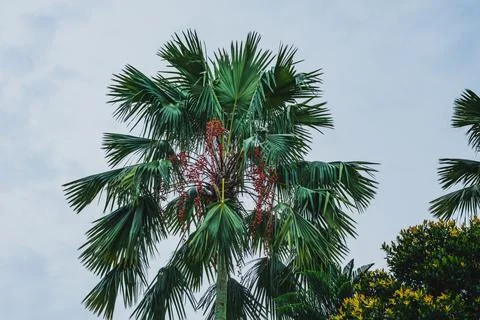 Fishtail palm tree with red berries against overcast sky Foto stock