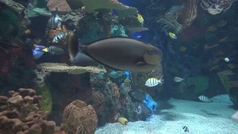 Fishtank 1 Stock Footage 82278805