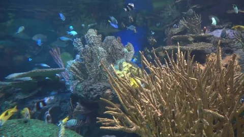 Fishtank 2 Stock Footage 82278804