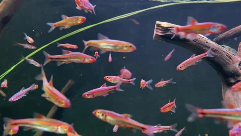 Fishtank with fish in a zoo Stock Footage 296100471