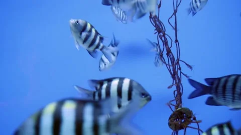 Fishtank Screensaver Stock Footage 163769419