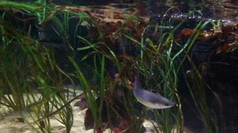 Fishtank with water movement Video stock 10159748