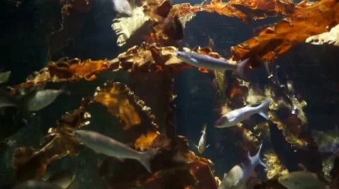 Fishtank with waves Stock Footage 10155650