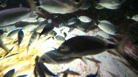 Fishtank00 Video stock 94163
