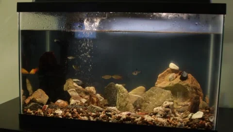 Fishtank1 Video stock 4885281