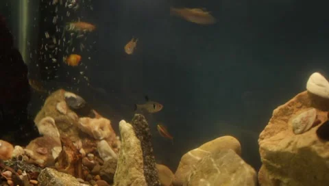Fishtank2 Video stock 4885270