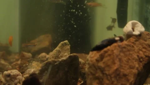 Fishtank3 Stock Footage 4885257