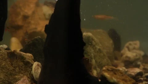 Fishtank4 Stock Footage 4885249