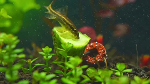 FishTankS V1-0018 Stock Footage 238019004