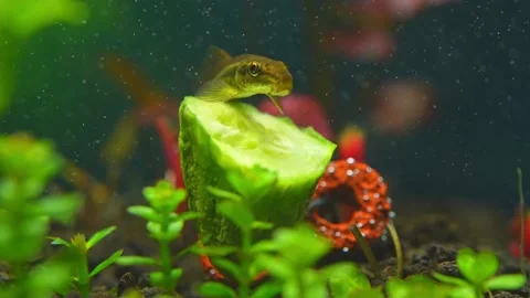 FishTankS V1-0020 Stock Footage 238018995