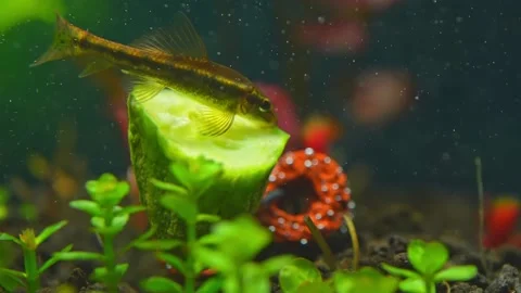 FishTankS V1-0022 Stock Footage 238019012
