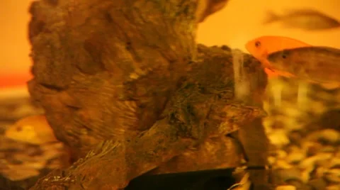 Fishуes in aquarium Vídeo Stock 8827805