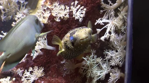 Fishy fish Stock Footage 99499191