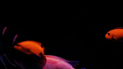 Fishy: a gold fish time-lapse Stockbeeldmateriaal 82977340