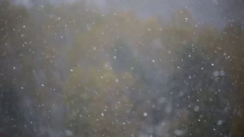 Fisrt Snow Yellow Trees Stock Footage 77437861