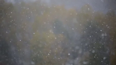 Fisrt Snow Yellow Trees. Stock Footage 77437862