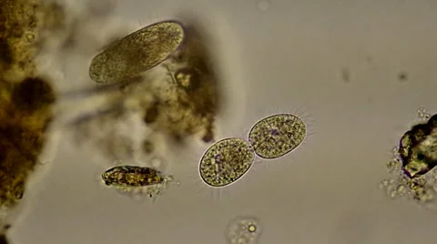 Fission2 1910 Video stock 35476237