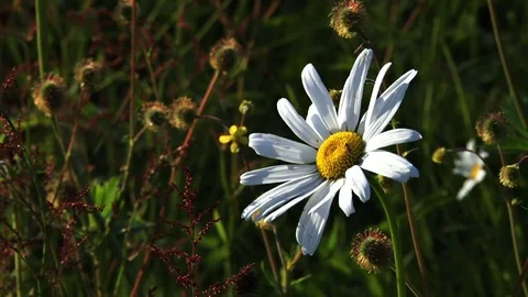 Fist crushing daisy Stock Footage 74088881