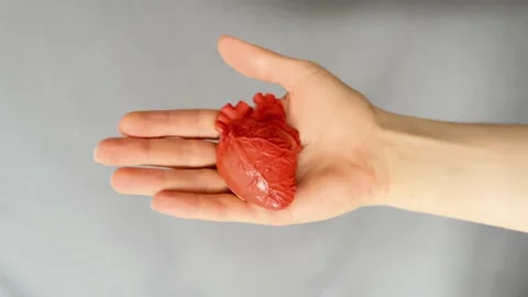 Fist opening to palm holding ceramic anatomical heart Stock Footage 171241528