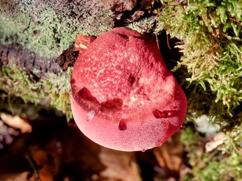 Fistulina hepatica. Stock Photos