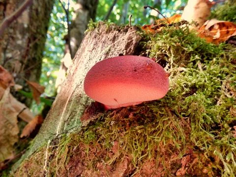Fistulina hepatica. Stock Photos
