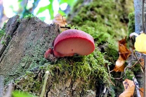 Fistulina hepatica. Stock Photos