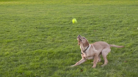 A fit young dog catching a ball and running out of frame, slow motion. Stock Footage 87043053