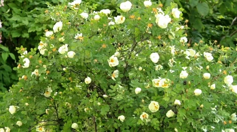 Fitful wind Stock Footage 849383