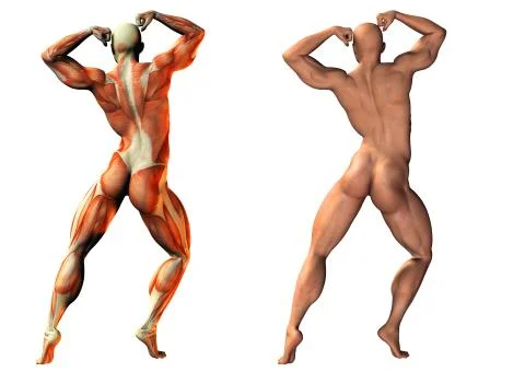 Fitness anatomy Stock Illustration
