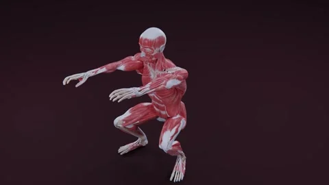 Fitness Exercise, Air Squat Exercise Animation, Male Muscle Highlight Video stock 314205323