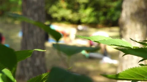 Fitness instructor doing exercise under the leaves in the forest with group Stock-Footage 66502257