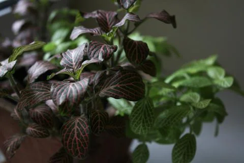 Fittonia branches close up Stock Photos