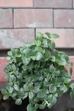 Fittonia in a ceramic pot Stock Photos