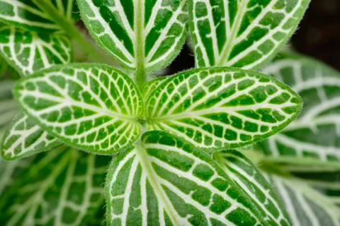 Fittonia leaf, close up Stock Photos