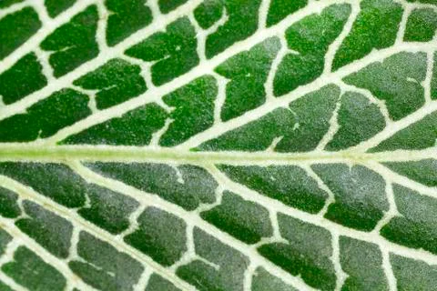 Fittonia leaf, close up Fotos Stock