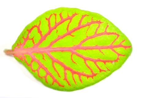Fittonia leaf, close up Stock Photos