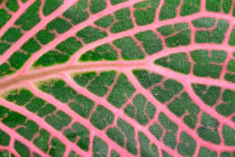Fittonia leaf, close up Stock Photos