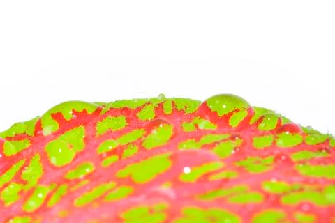 Fittonia leaf, close up Fotos Stock