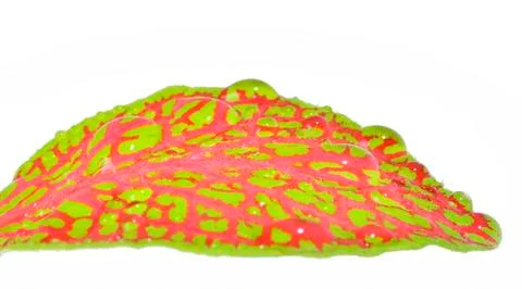 Fittonia leaf, close up Stockfoto's