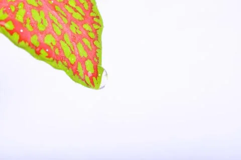 Fittonia leaf, close up Фото