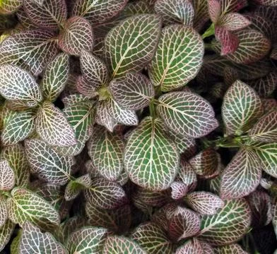 Fittonia Stock Photos
