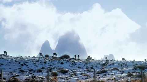 Fitz Roy Mount and Guanacos at Patagonia Panoramic Stock Footage 40711599
